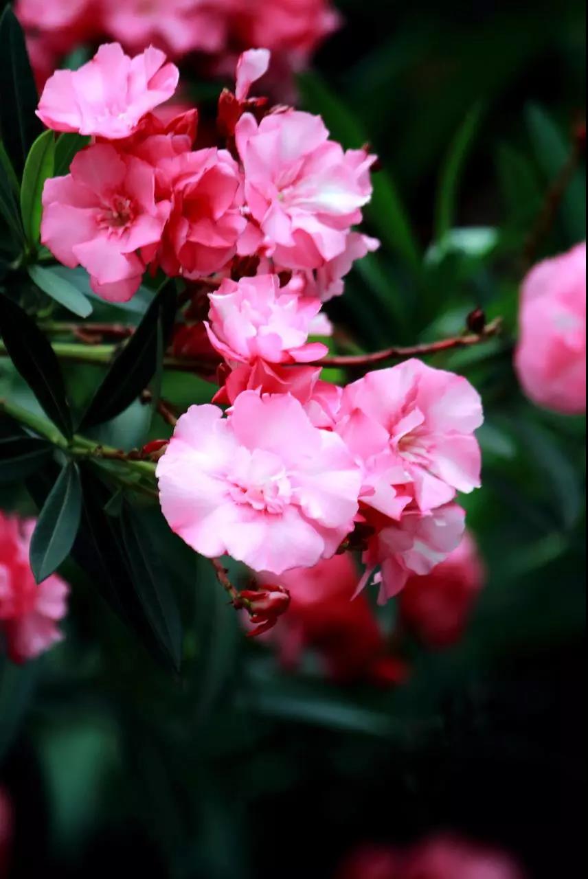 这4种花卉很漂亮花量大观赏度高,20种漂亮花好看不好养