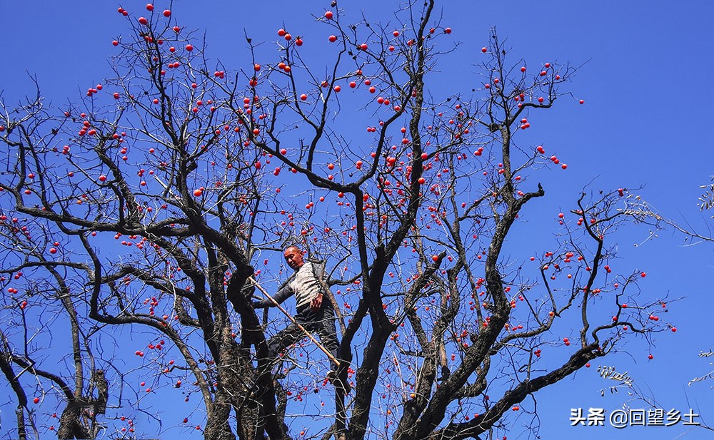 高树上的柿子怎么采摘,柿子在树上摘下来怎么弄才好吃
