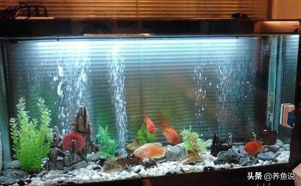如何给鱼缸换水不会死鱼,鱼缸换水最好用什么水