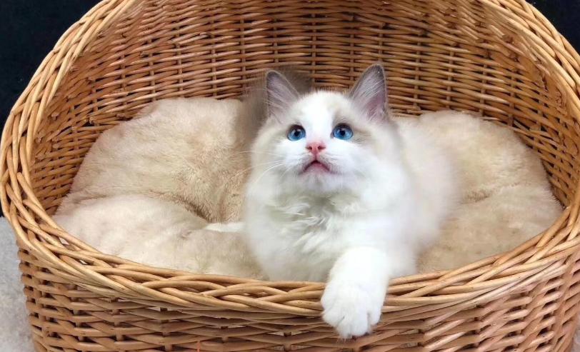 十大最贵的猫是哪个品种,最值钱的猫是什么品种