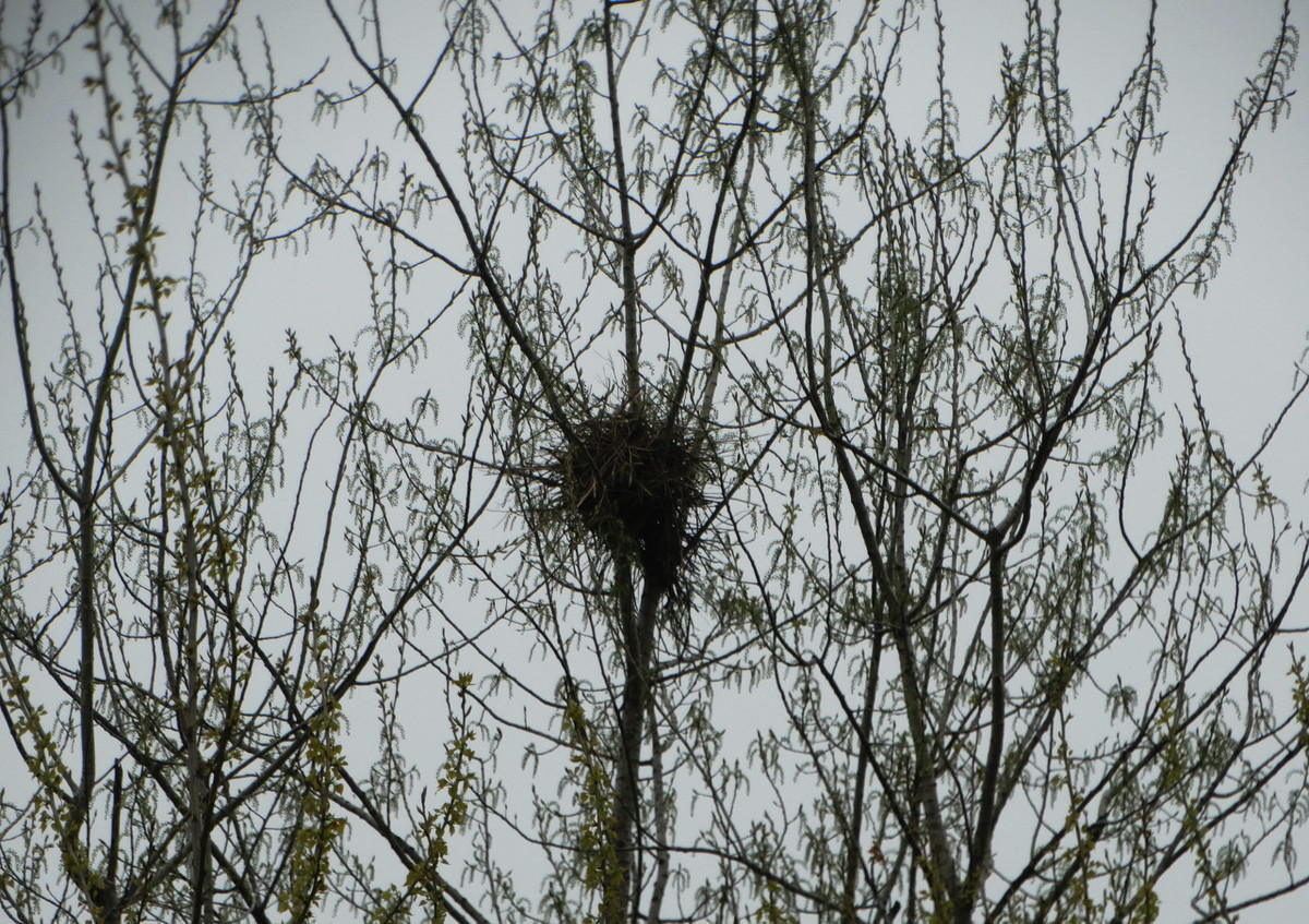 鸟巢下雨了怎么躲雨,鸟巢都是露天朝上的遇到雨怎么办