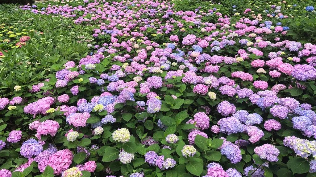 美美美!余杭七大花海组团来袭,遍地繁花好似人间仙境