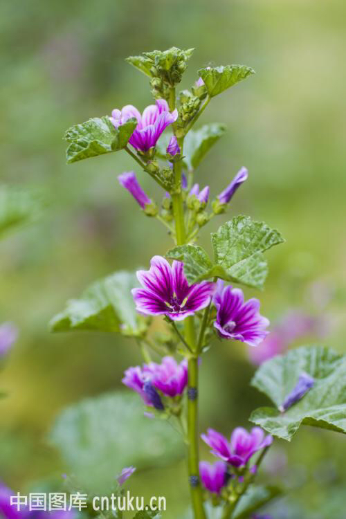中药锦葵别名,中药锦葵图片