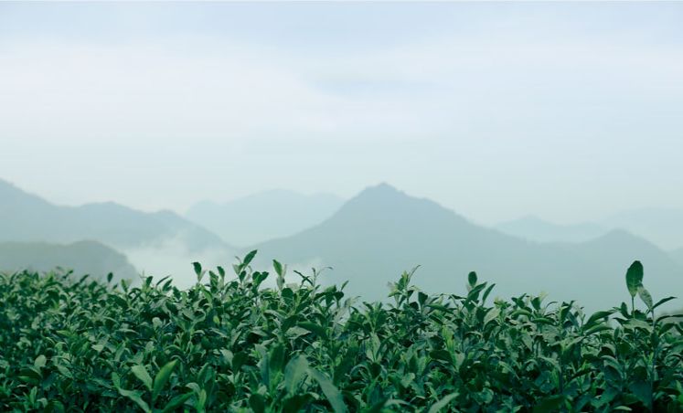 建阳白茶哪个品种最有名,建阳白茶简介资料