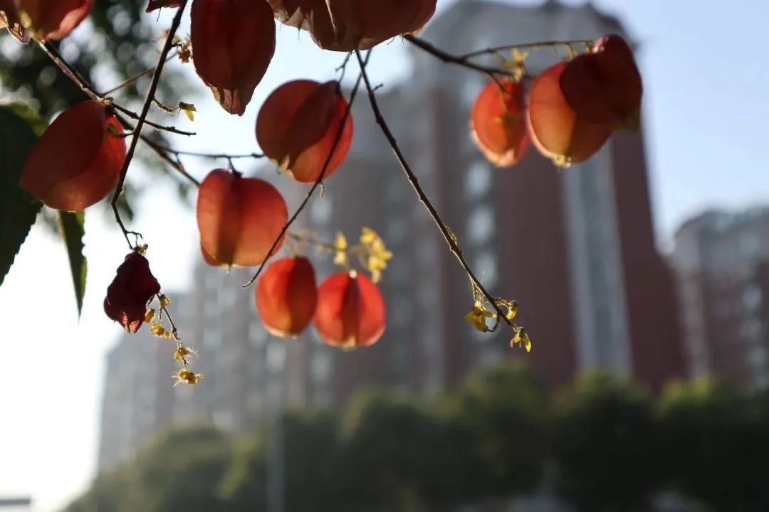 草木人间和燃冬,草木和人间
