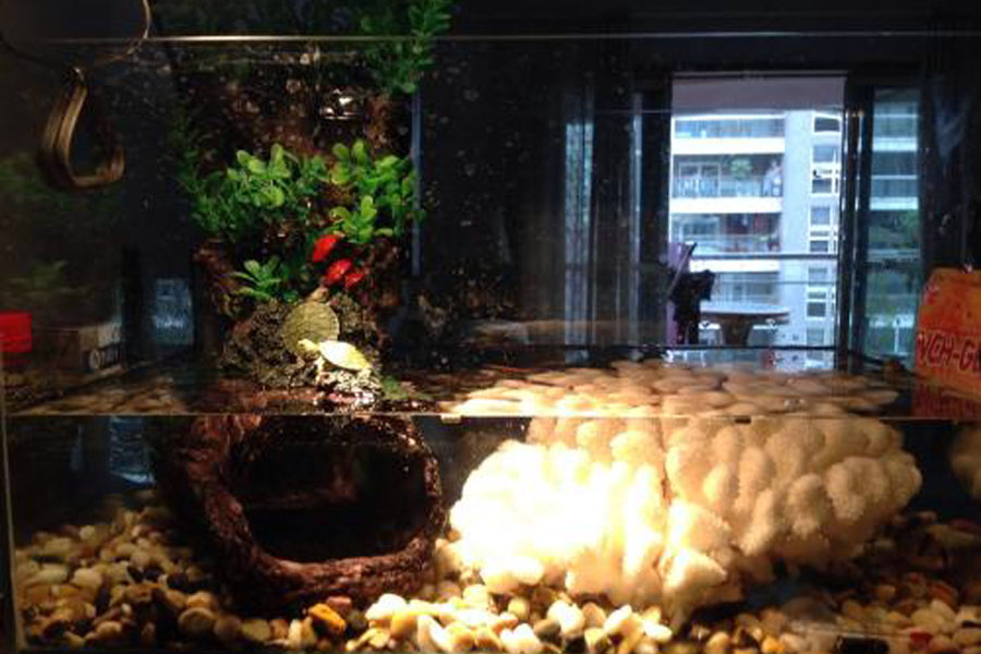 乌龟中暑了会自己好吗,乌龟暴晒中暑