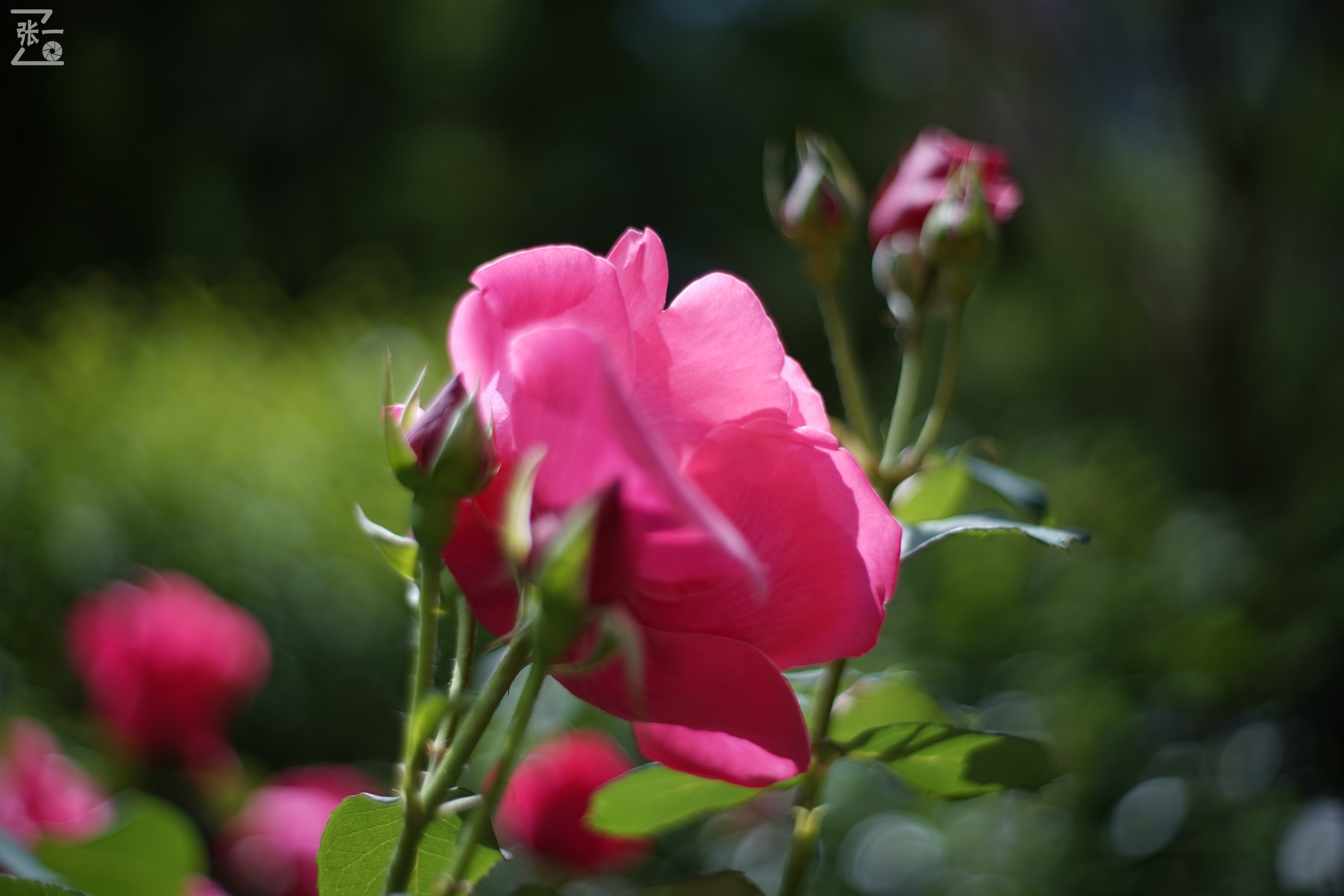 凤凰国产50mm镜头,凤凰索尼e口镜头