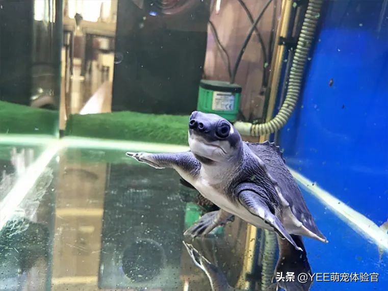 猪鼻龟能用底滤鱼缸饲养吗,鱼缸四大神兽养什么龟