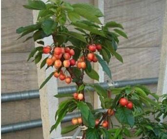 吃剩下的樱桃核怎样种植,吃剩的樱桃核晒干可以做肥料吗