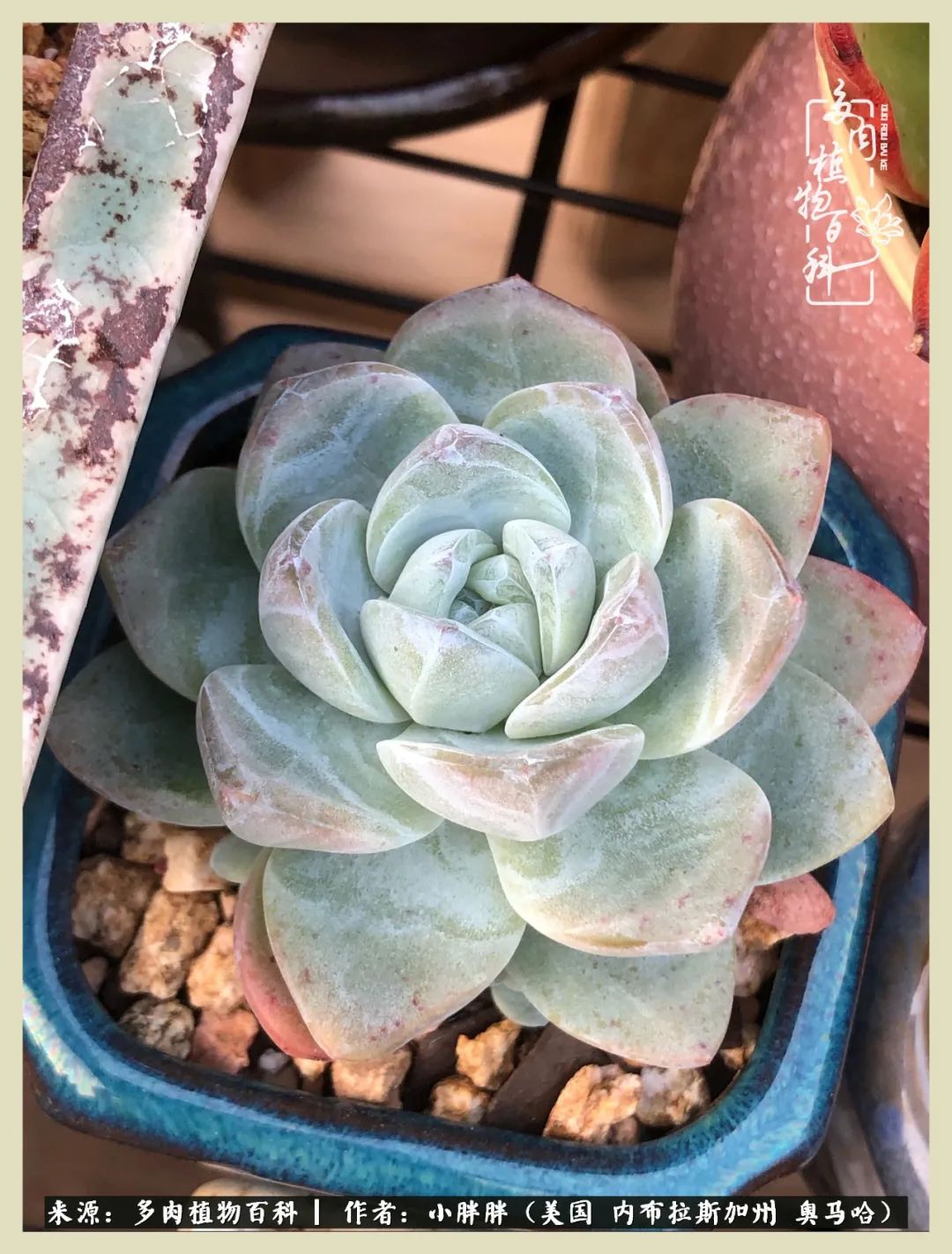 多肉小白入坑攻略,多肉中的鄙视链