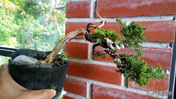 盆景老桩镂空舍利的制作,舍利盆景造型技艺图解