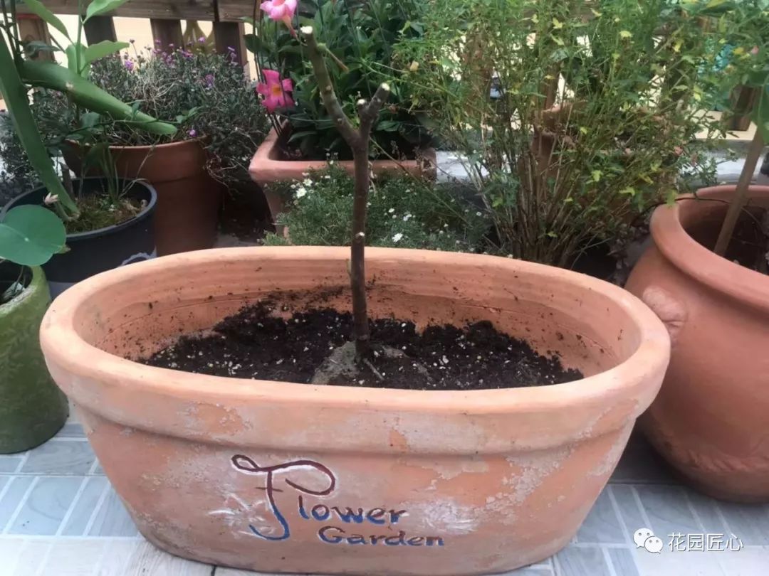 缓苗应该注意些什么,缓苗要注意什么