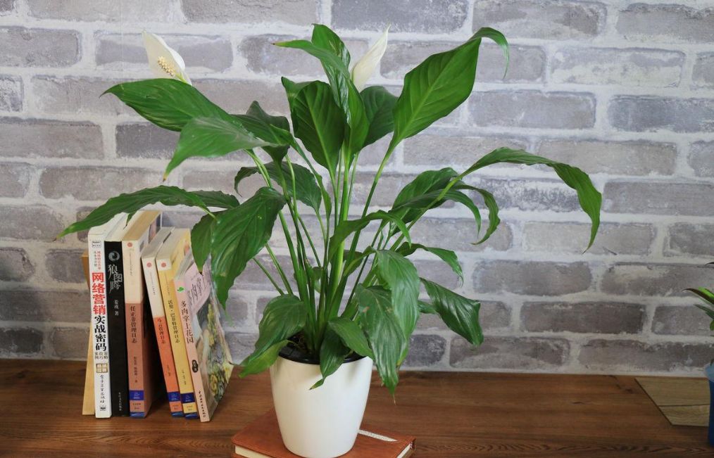 白掌不旺盛啥原因,白掌快速处理的方法如下