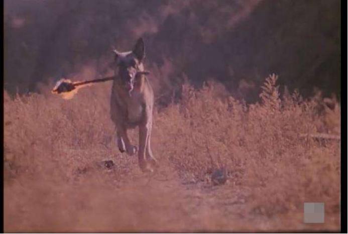 尘封的宝藏，童年的记忆：《动物王国窃案》及那些被遗忘的神作