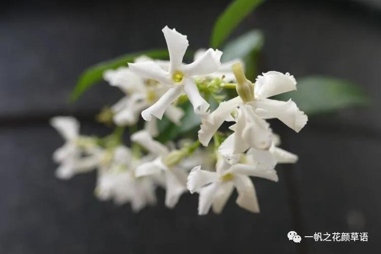络石(Trachelospermumjasminoides)