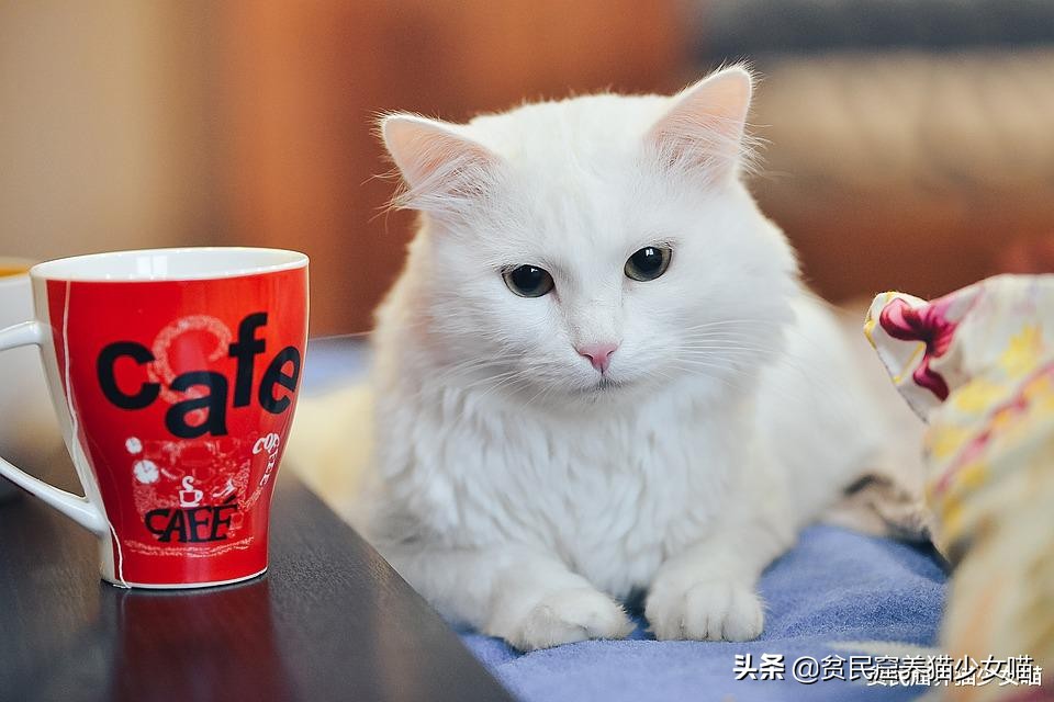 猫咪每天都要吃罐头怎么办,猫咪少食多餐应该隔多久喂一次