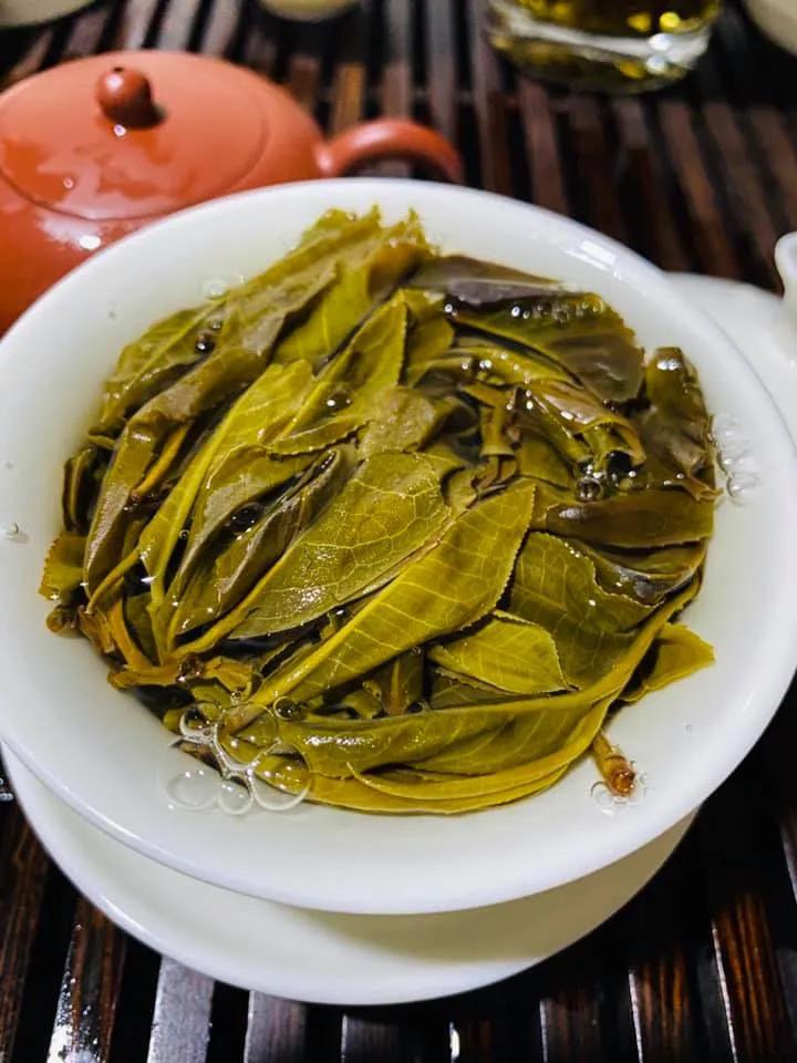 掸邦古茶树,缅甸东枝古树茶树
