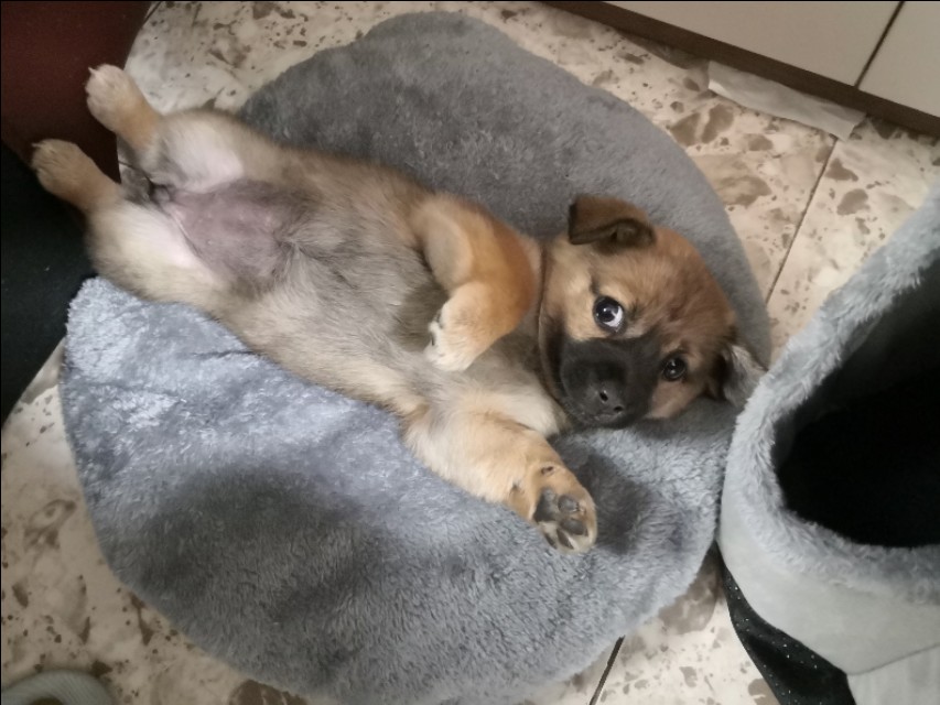 在小区捡到小狗,刚捡到的小狗怎么养