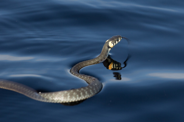 蛇七寸是指哪里,打蛇打七寸的七寸是指什么部位