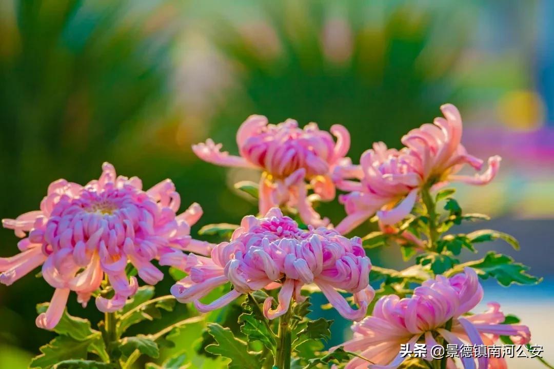 写菊花最美的10首诗词,关于秋日菊花的诗词