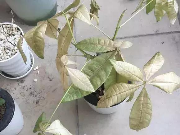白天浇花花叶变黄,用什么方法养花叶子黄