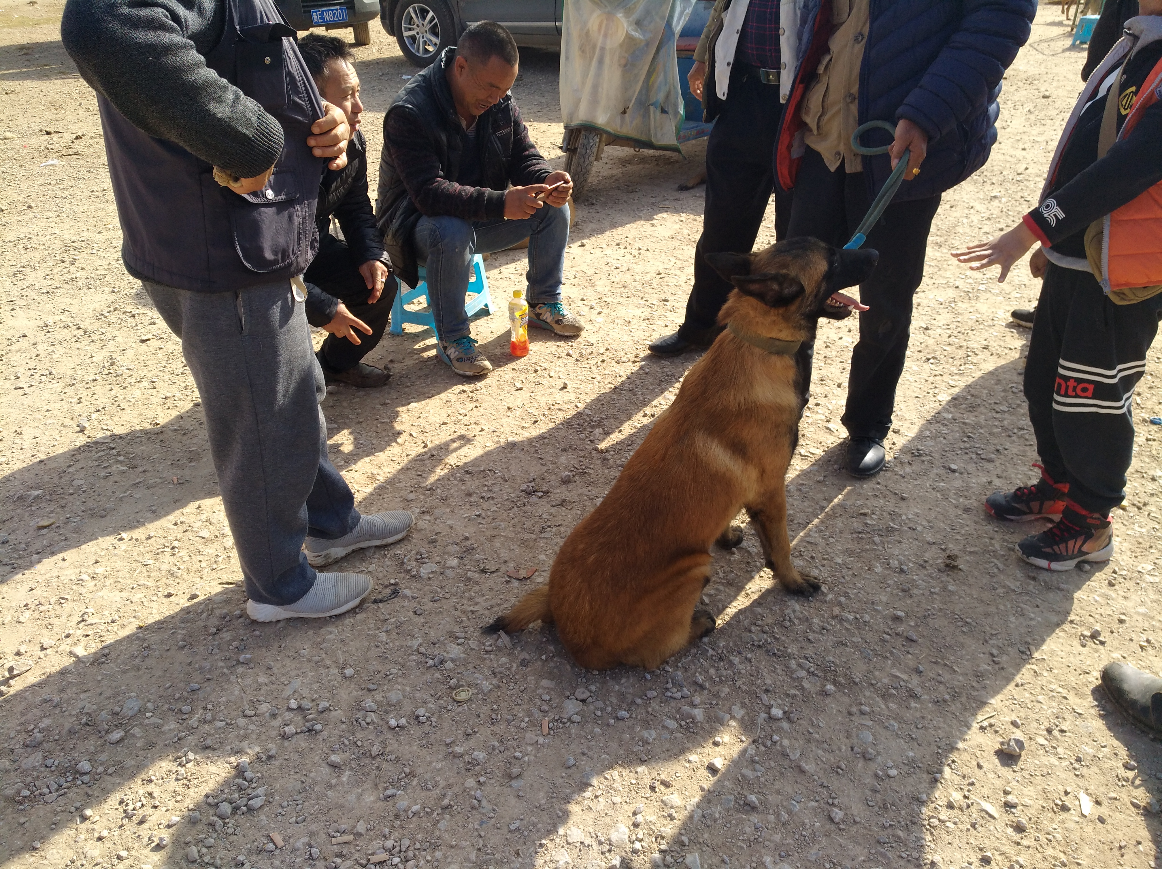马犬必须得遛吗,刚会走路的小马犬