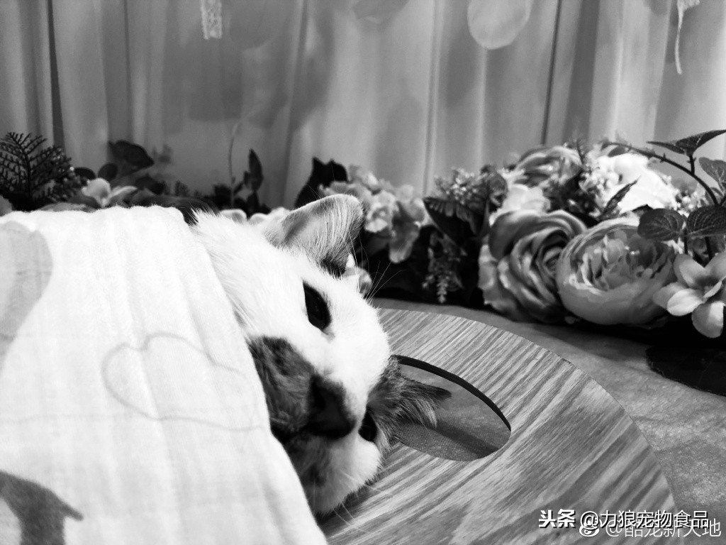 故宫的御前带爪护卫小崽儿,回喵星了……