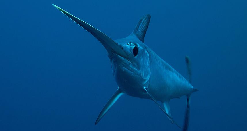 海洋中的剑鱼和旗鱼,海洋中速度最快的剑鱼