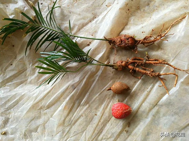 铁树买回家怎样栽盆,铁树盆栽技巧和管理技巧