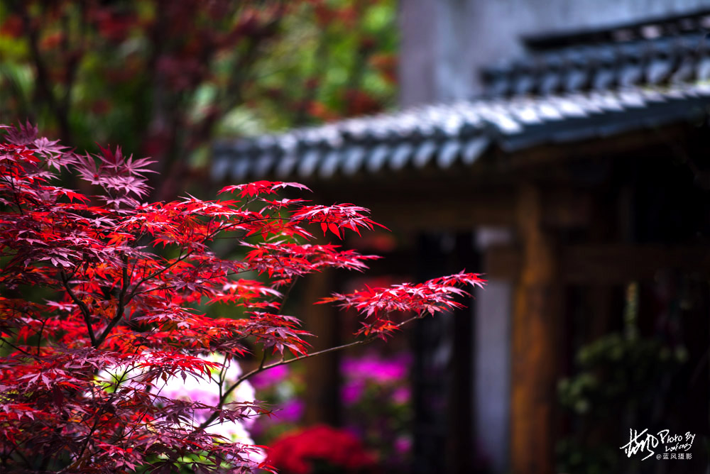 上海国际花展一览表,上海国际花展一览