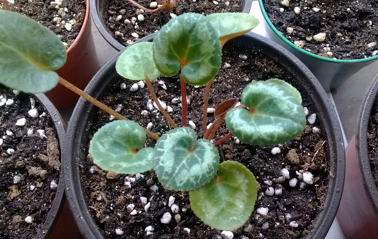 仙客来太湿怎么处理,仙客来花矮怎么办