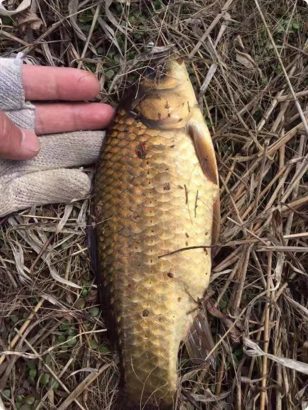 子母坠线组,子母坠如何调钓