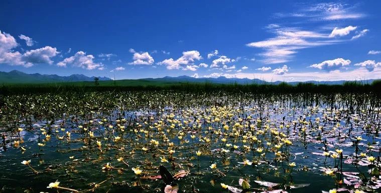 若诗若画若尔盖美景,若诗若画若尔盖文案