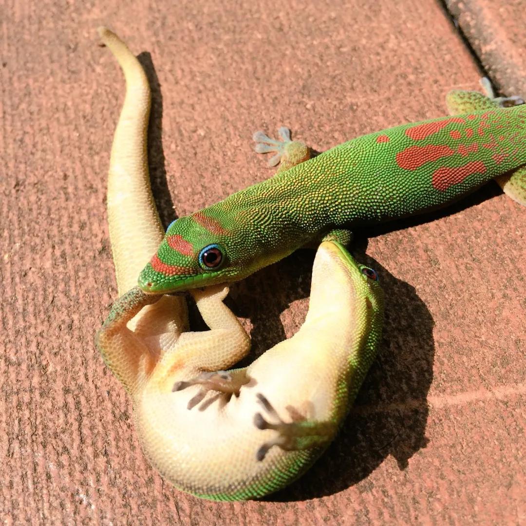 养守宫的乐趣是什么,如何跟守宫培养感情