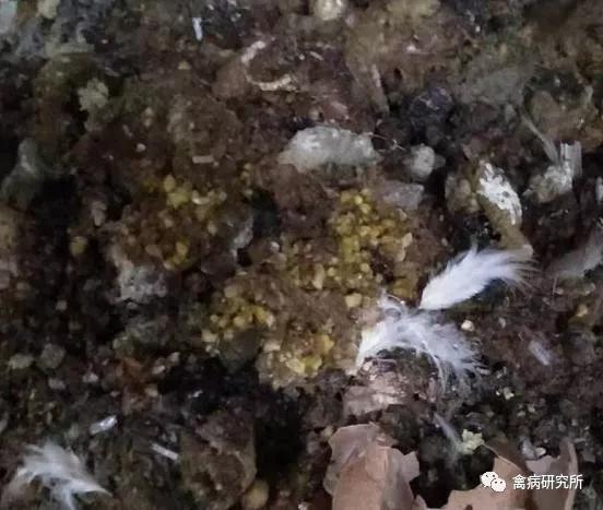 鸡腺肌胃炎用小苏打治疗用几天,阿莫西林可以治鸡腺肌胃炎吗