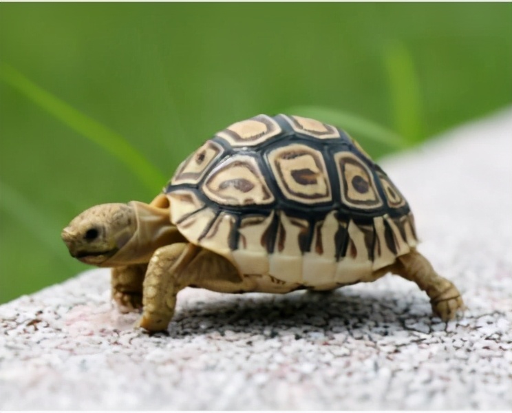 龟怎么养发色好,养蛋龟如何发色最好养活