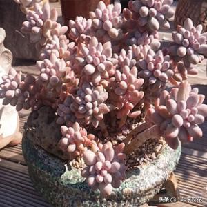 多肉夏天腐黑怎么处理,夏天怎样预防多肉腐黑