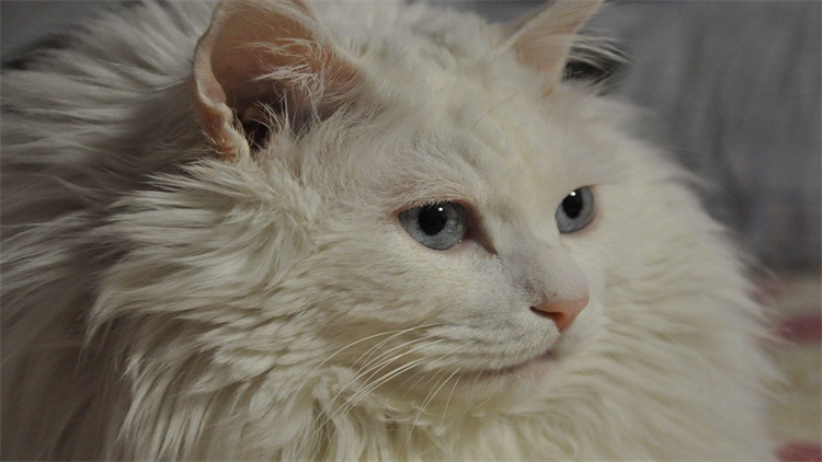 家里坚决不让养猫如何解决,邻居养猫扰民怎么解决