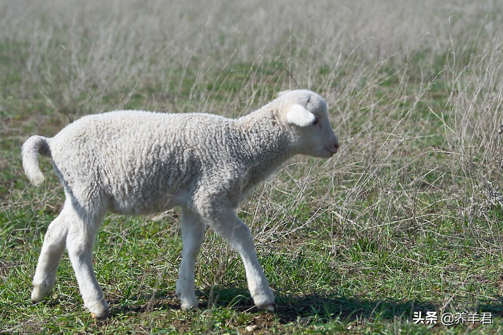 羊有反刍吃得少没精神是怎么回事,羊最近吃得很少是什么情况