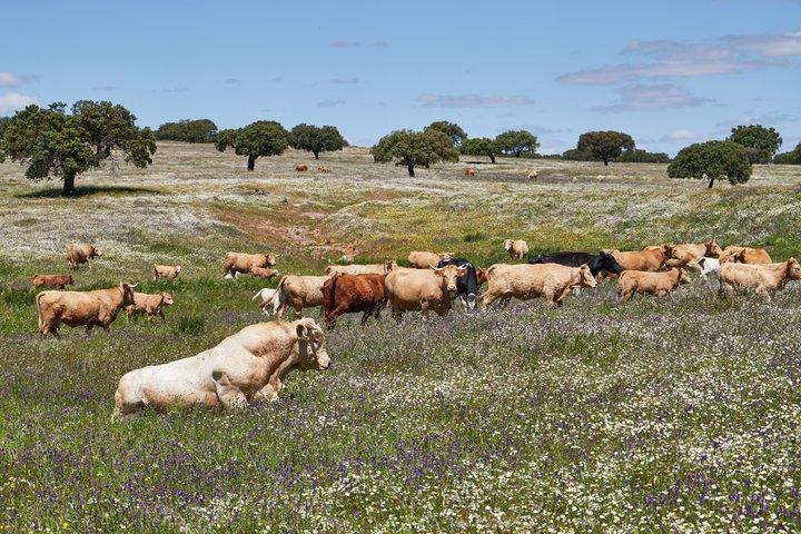 去葡萄牙自驾游需要什么手续,葡萄牙自驾旅游最佳路线