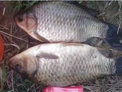 串钩野钓大板鲫简单实用的好方法,冬天钓大板鲫用手竿好还是串钩好