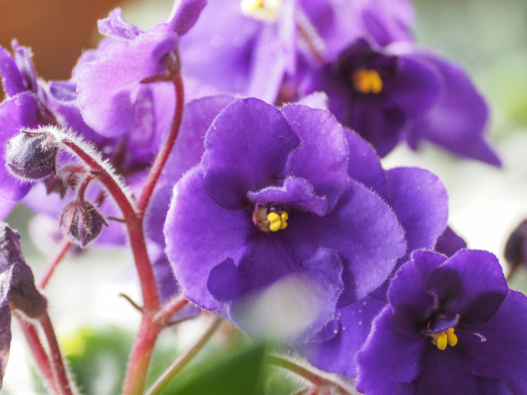 重瓣非洲紫罗兰,非洲紫罗兰养护指南