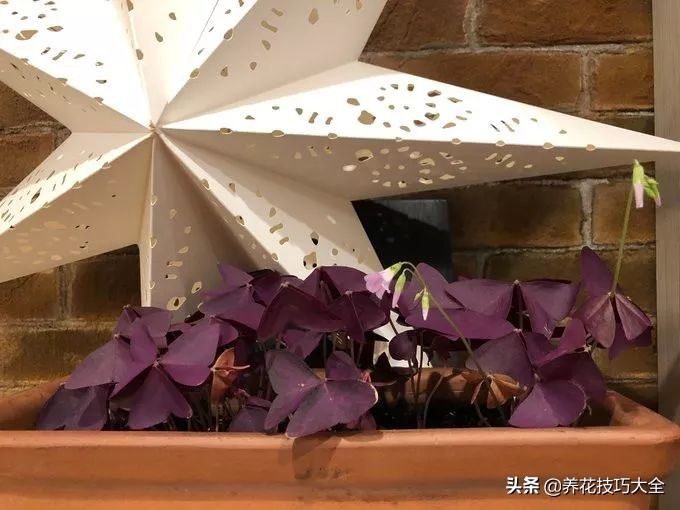 幸运草块茎,紫色幸运草种植的注意事项