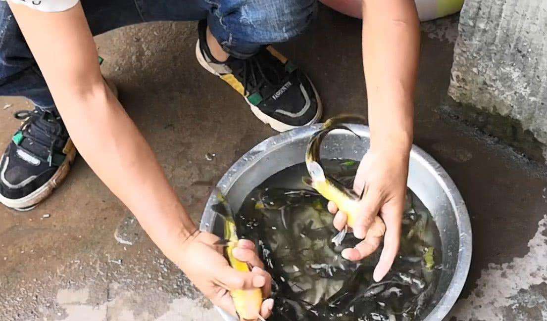 谁说下雨后水混不好钓？方法找对后爆护都不困难