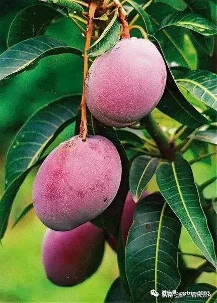 「行游天下」旅讯(2018第43期)送上一支攀枝花,带着阳光和甜蜜