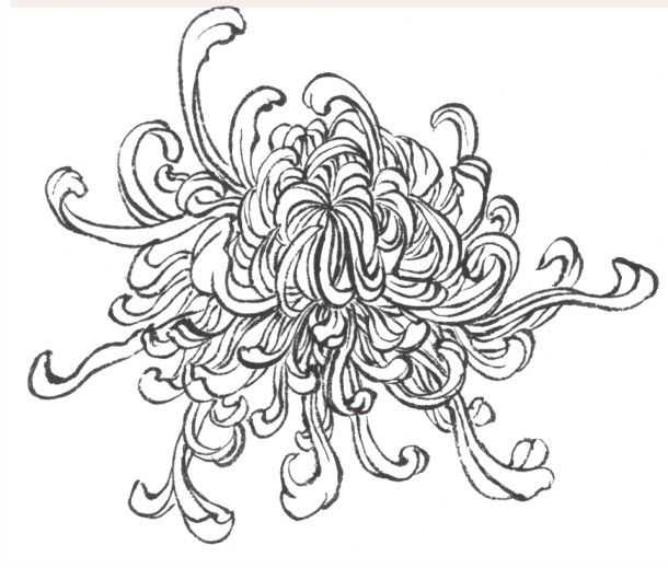 牡丹切瓣花国画画法,国画山茶花花瓣画法