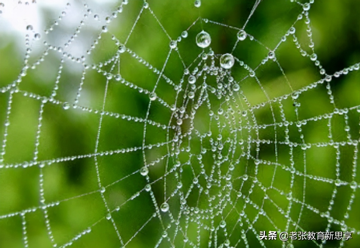 你想要什么就会被什么控制,蜘蛛的智慧给你的启示