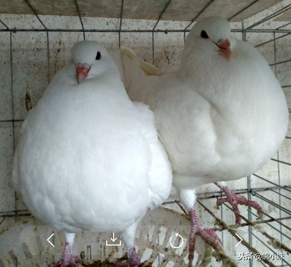 给工薪鸽友养鸽子的三点建议,养鸽子怎么养小鸽不死