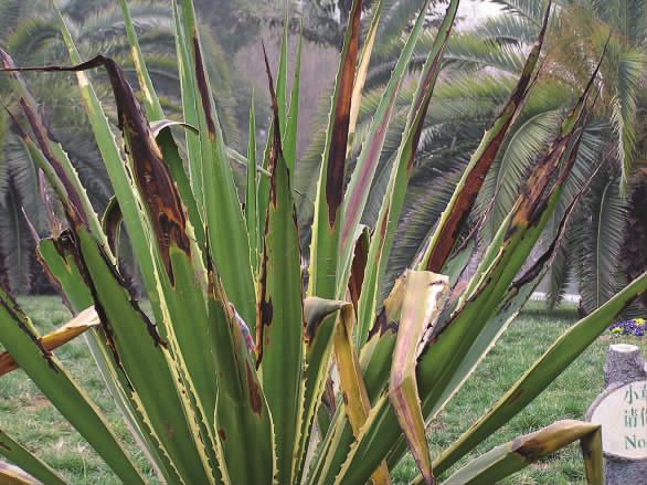 花卉受了冻害怎么挽救,庭院花卉病虫害如何防治