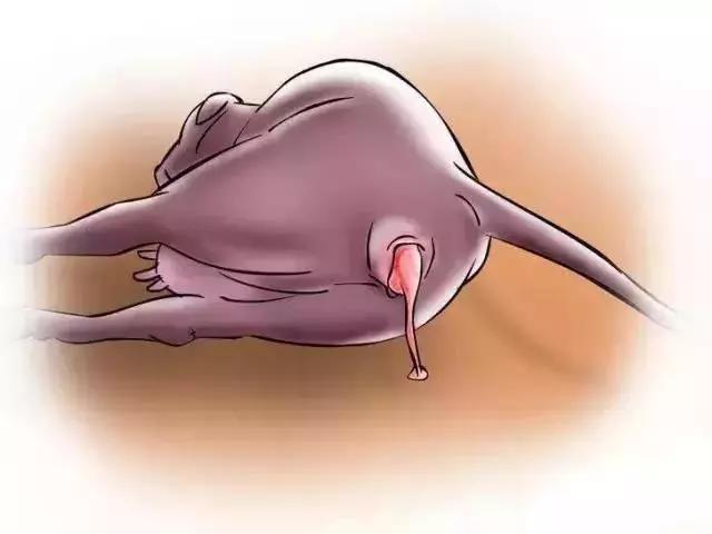 怎么辨别奶牛的奶真假,奶牛分娩前有哪些征兆